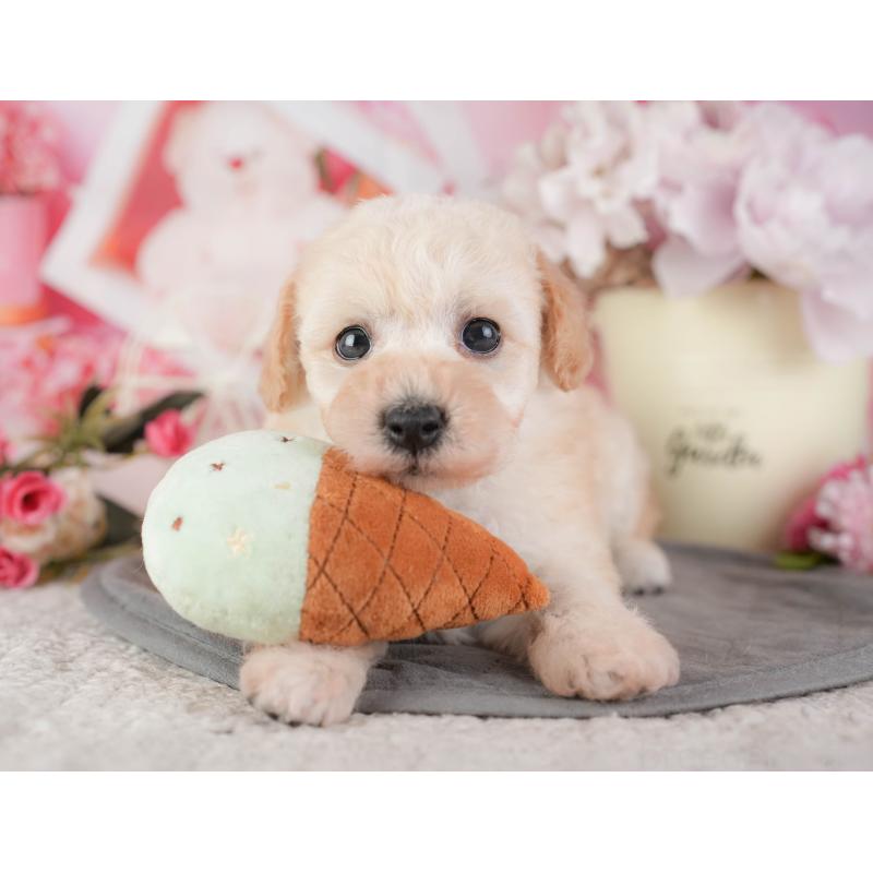 販売中の千葉県のミックス犬-448183の6枚目