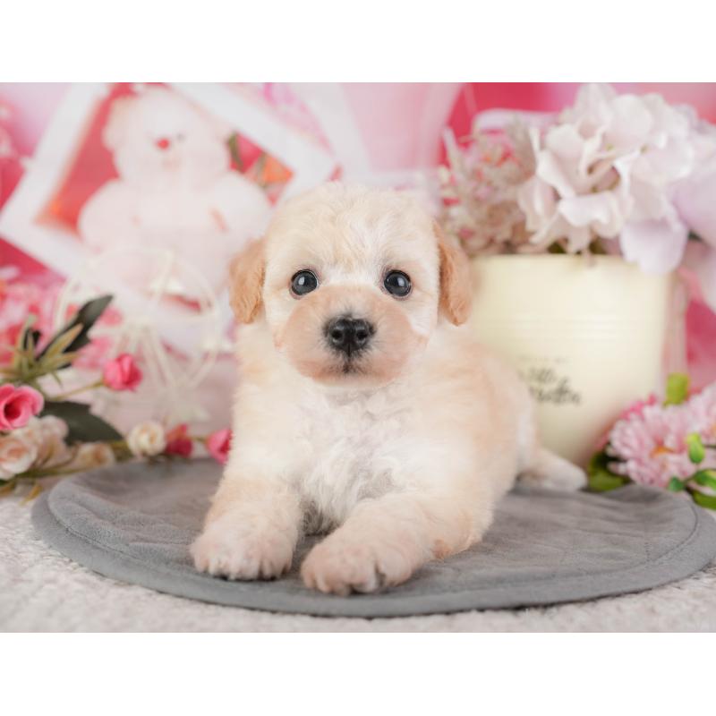 販売中の千葉県のミックス犬-448183の5枚目