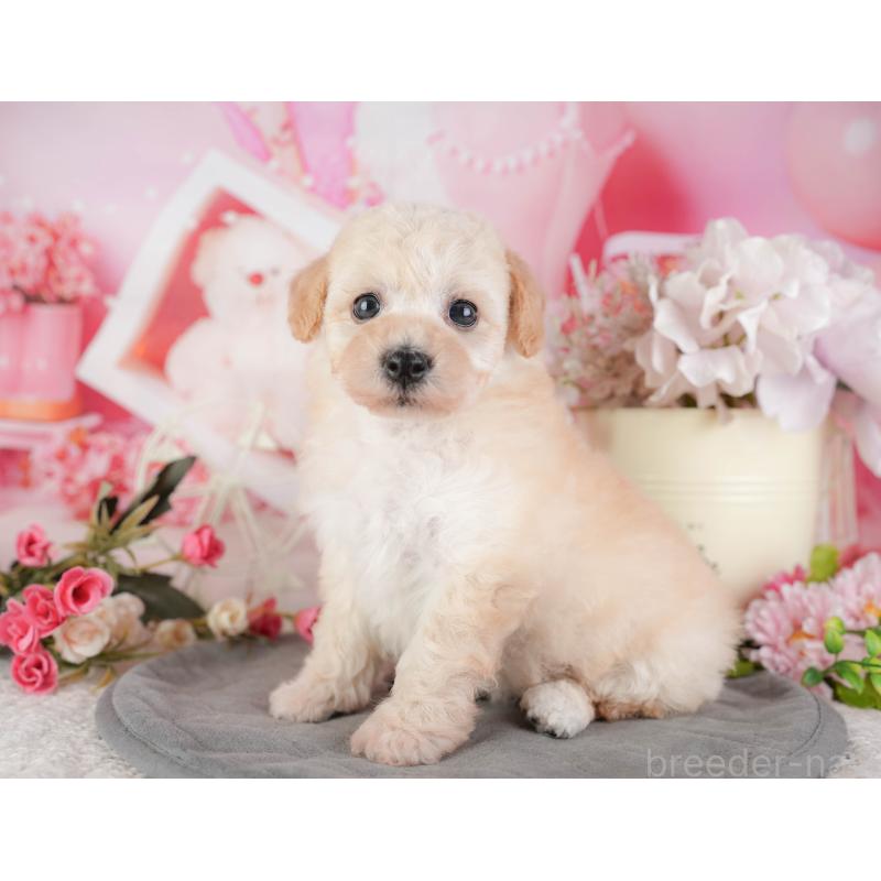 販売中の千葉県のミックス犬-448183の4枚目