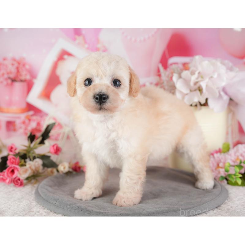 販売中の千葉県のミックス犬-448183の3枚目