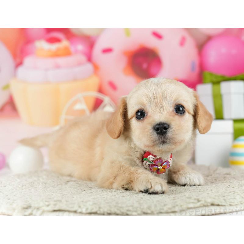 販売中の東京都のミックス犬-448725の7枚目