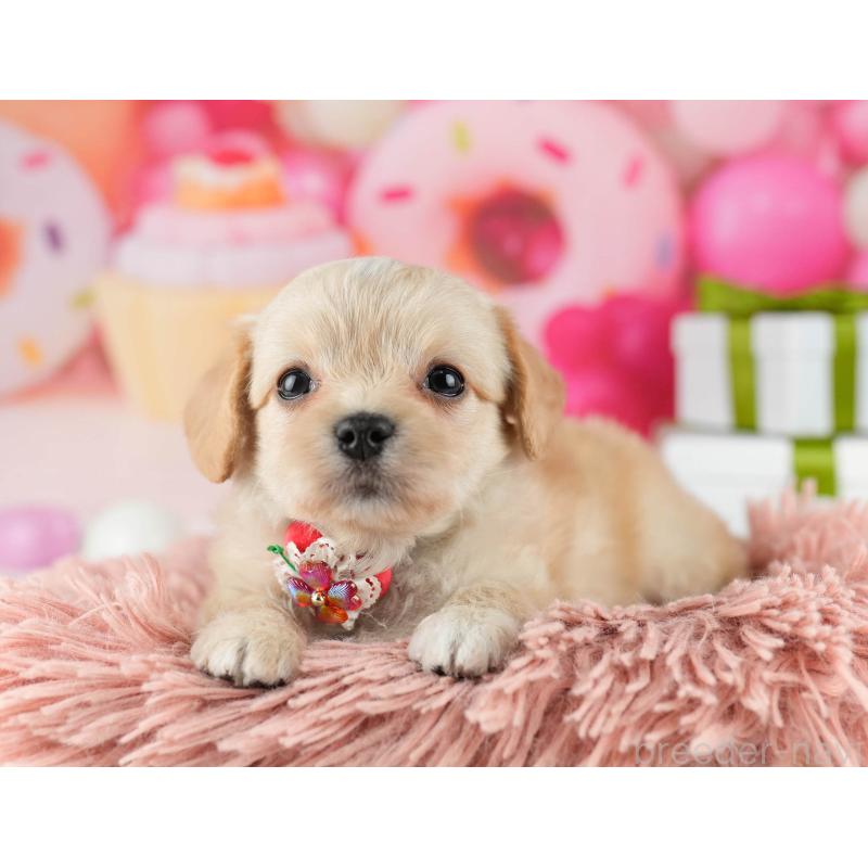 販売中の東京都のミックス犬-448725の6枚目