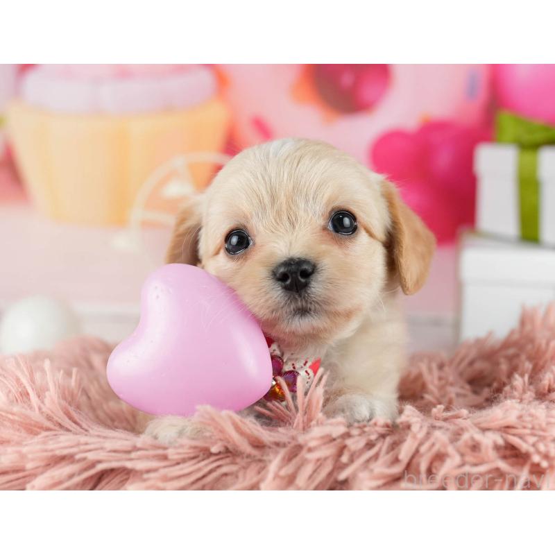 販売中の東京都のミックス犬-448725の5枚目