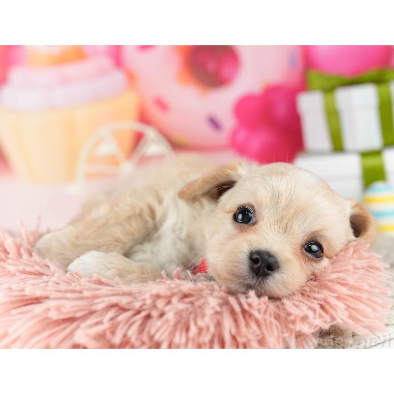 販売中の東京都のミックス犬-448725の4枚目