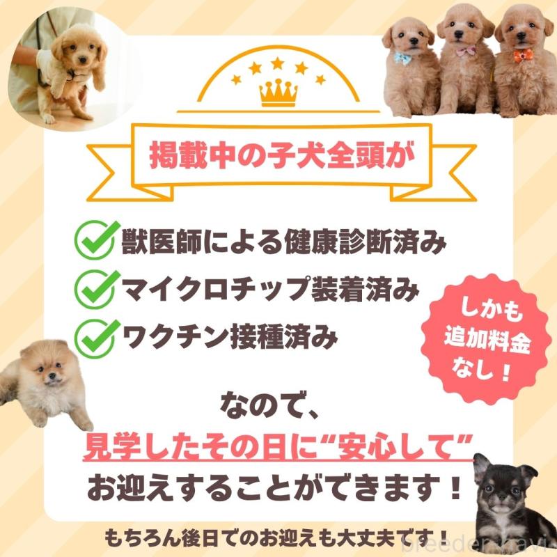 販売中の東京都のトイプードル-448720の8枚目