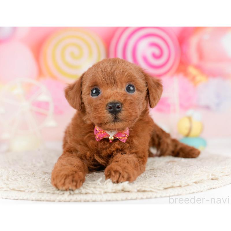 販売中の東京都のトイプードル-448720の7枚目