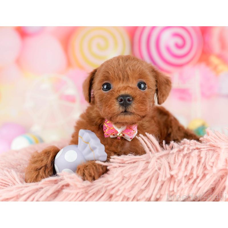 販売中の東京都のトイプードル-448720の5枚目