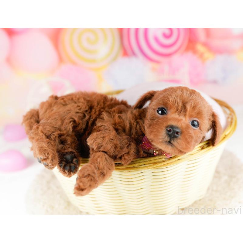 販売中の東京都のトイプードル-448720の4枚目