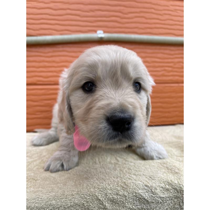 販売中の茨城県のゴールデンレトリーバー-447949の5枚目