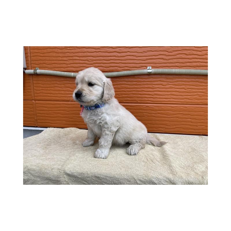 販売中の茨城県のゴールデンレトリーバー-447949の4枚目