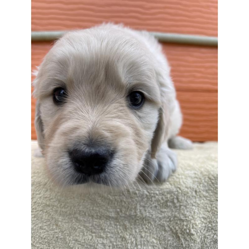 販売中の茨城県のゴールデンレトリーバー-447949の2枚目