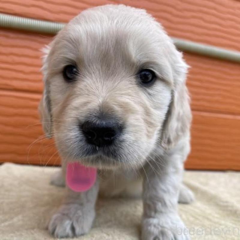 販売中の茨城県のゴールデンレトリーバー-447949の1枚目