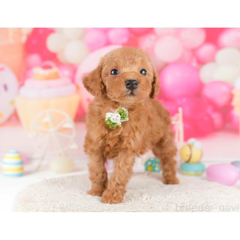 販売中の東京都のトイプードル-448718の6枚目