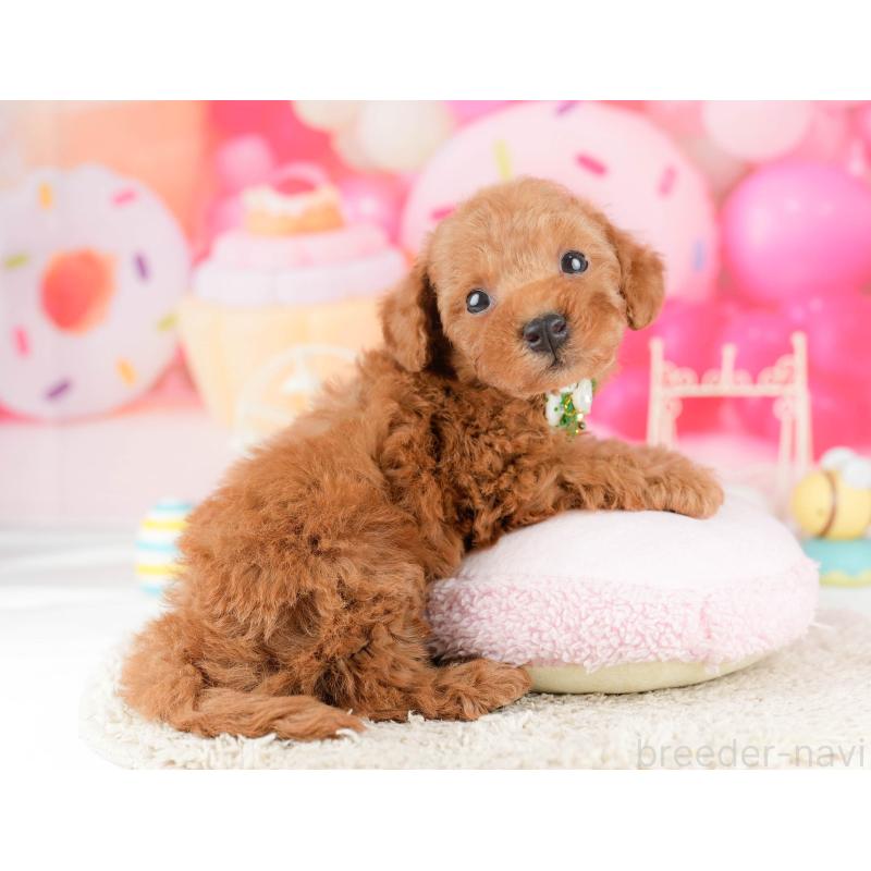 販売中の東京都のトイプードル-448718の4枚目