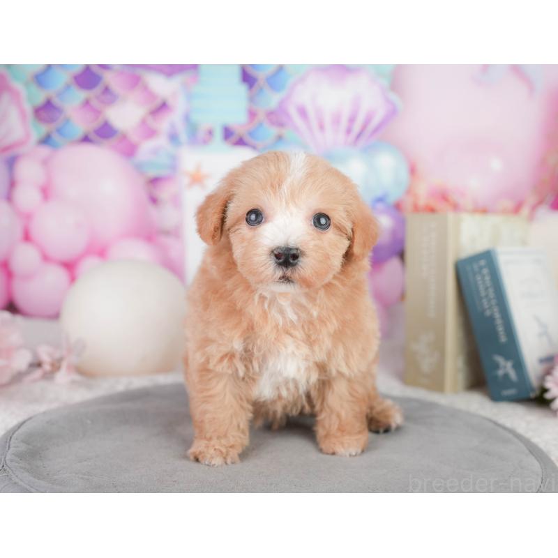 販売中の千葉県のミックス犬-448173