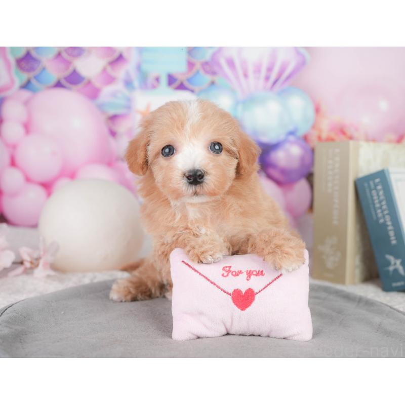 販売中の千葉県のミックス犬-448173の10枚目