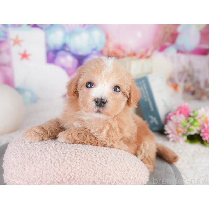 販売中の千葉県のミックス犬-448173の9枚目