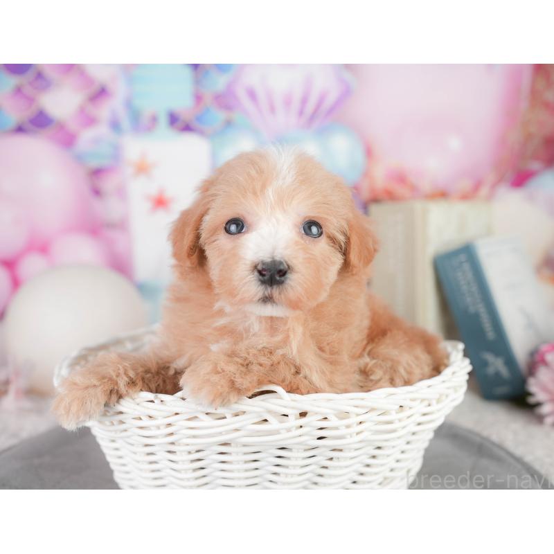 販売中の千葉県のミックス犬-448173の7枚目