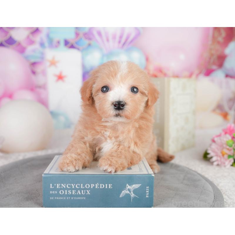 販売中の千葉県のミックス犬-448173の6枚目