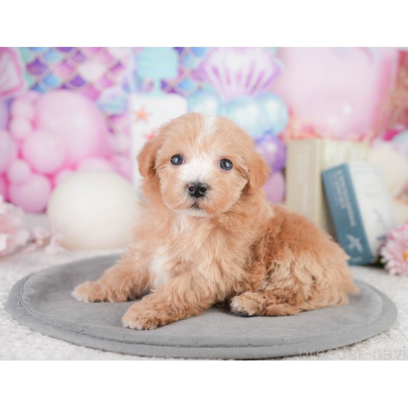 販売中の千葉県のミックス犬-448173の3枚目