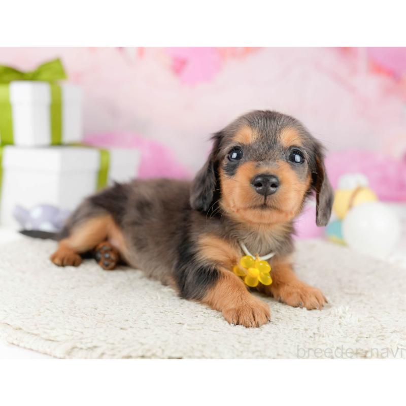 販売中の東京都のミニチュアダックスフンド(ロングヘアード)-448714の7枚目