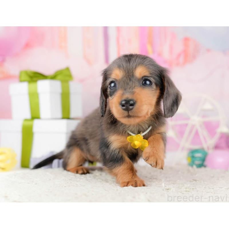 販売中の東京都のミニチュアダックスフンド(ロングヘアード)-448714の6枚目