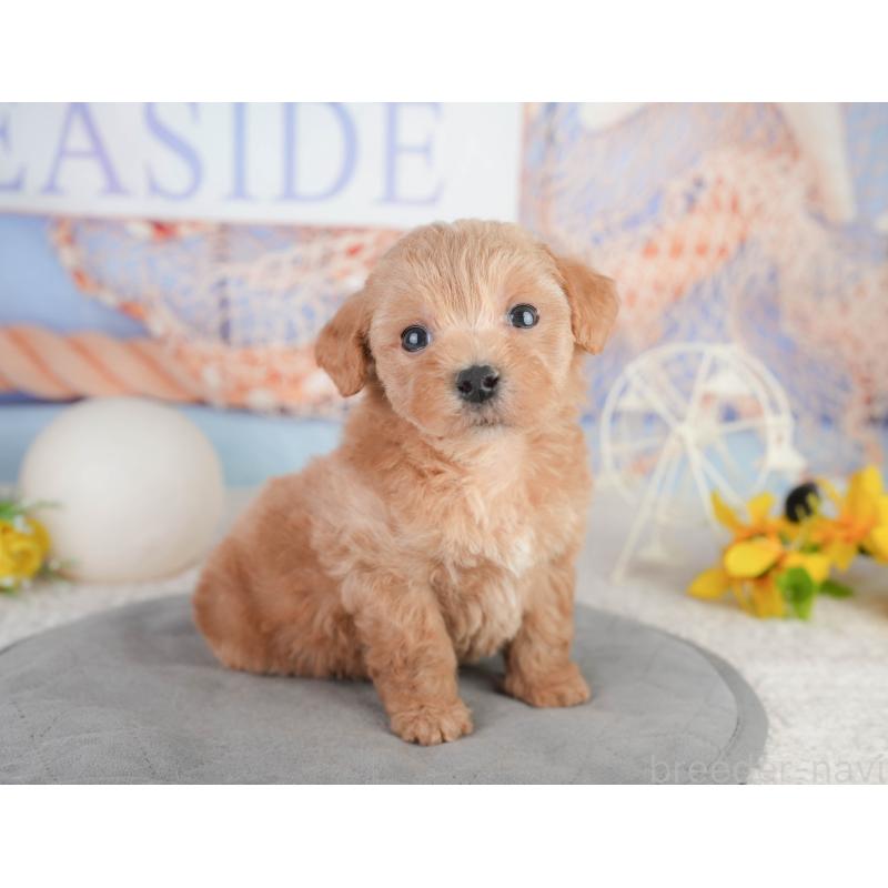 販売中の千葉県のミックス犬-448159の1枚目