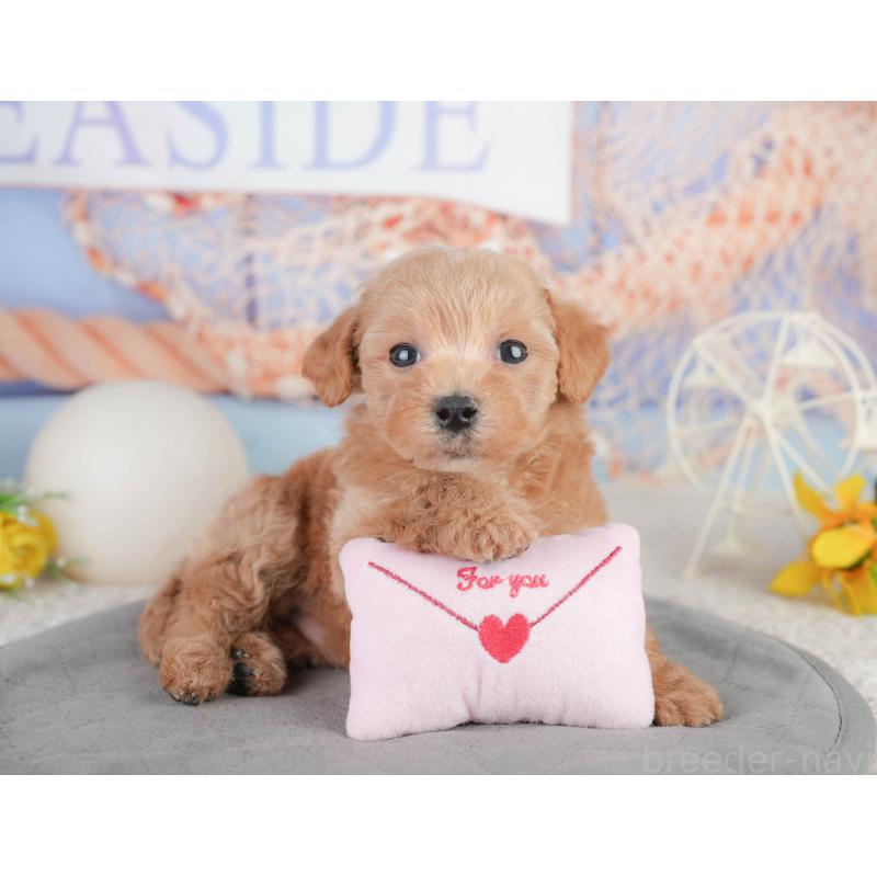 販売中の千葉県のミックス犬-448159の10枚目