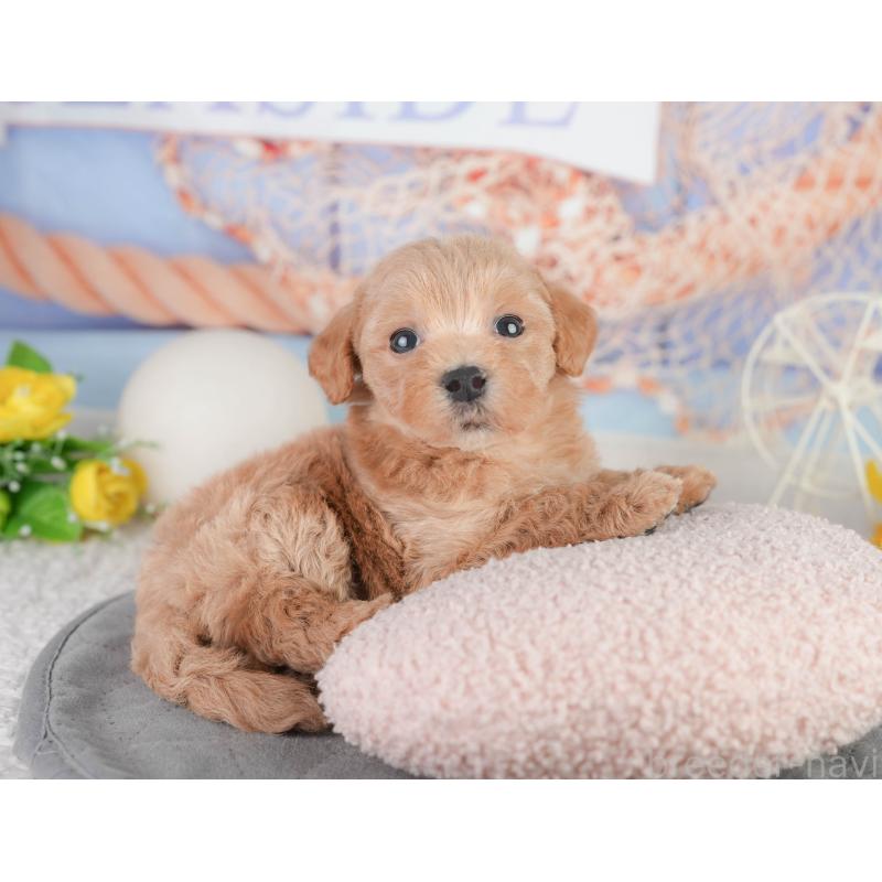 販売中の千葉県のミックス犬-448159の8枚目