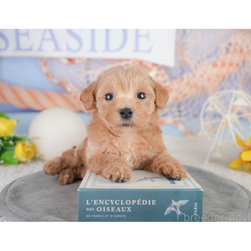 販売中の千葉県のミックス犬-448159の7枚目