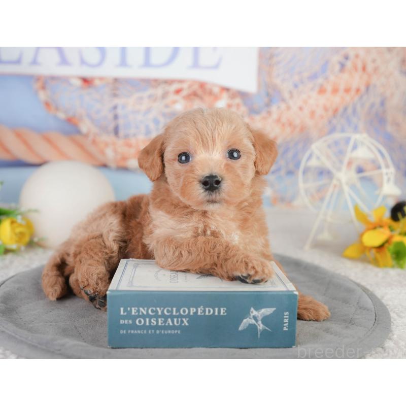 販売中の千葉県のミックス犬-448159の6枚目