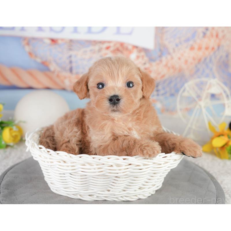 販売中の千葉県のミックス犬-448159の5枚目