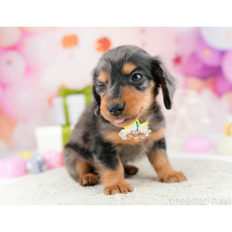 販売中の東京都のミニチュアダックスフンド(ロングヘアード)-448695の5枚目