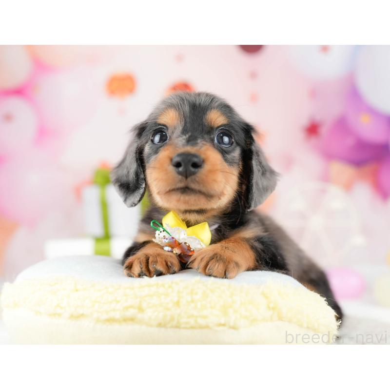 販売中の東京都のミニチュアダックスフンド(ロングヘアード)-448695の4枚目