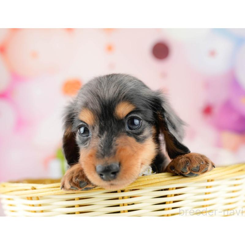 販売中の東京都のミニチュアダックスフンド(ロングヘアード)-448695の3枚目