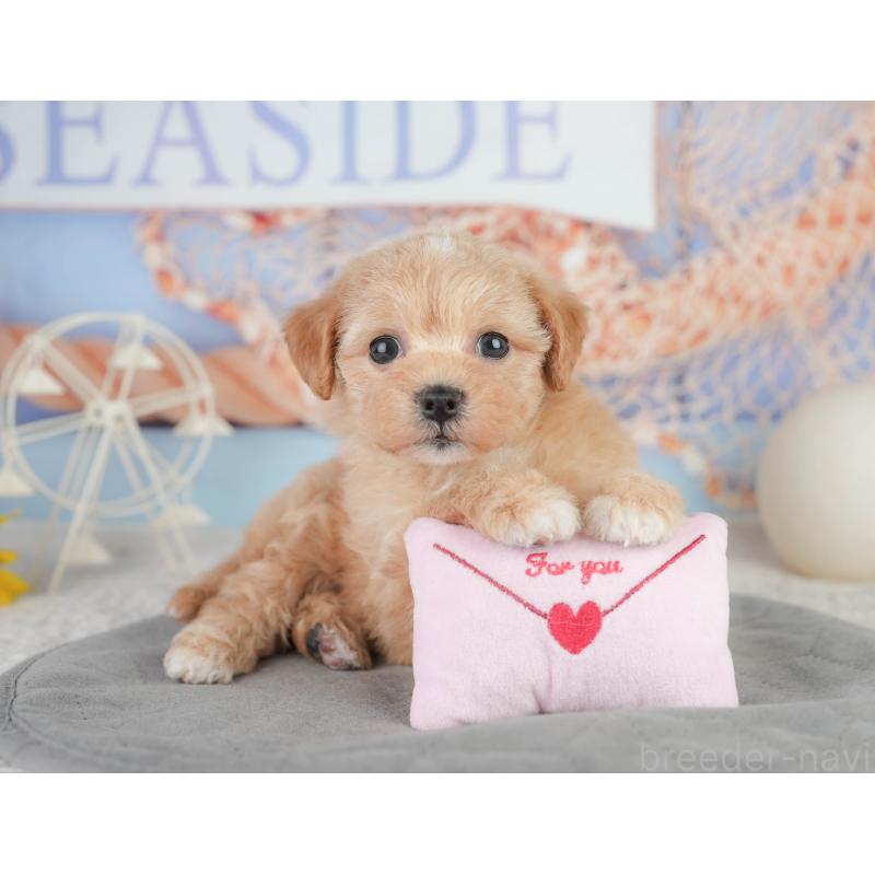 販売中の千葉県のミックス犬-448157の11枚目