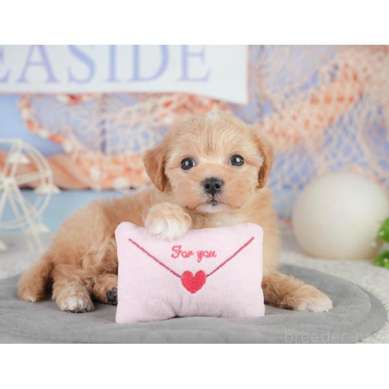 販売中の千葉県のミックス犬-448157の10枚目