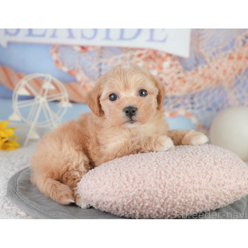 販売中の千葉県のミックス犬-448157の9枚目