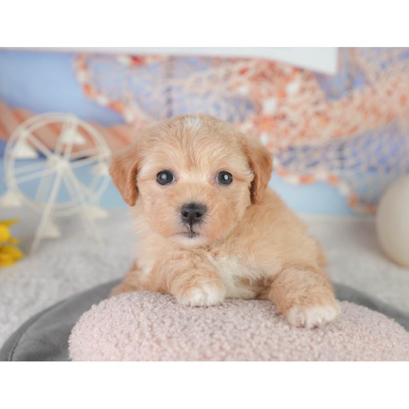 販売中の千葉県のミックス犬-448157の8枚目