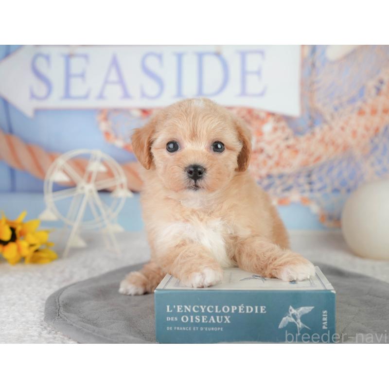 販売中の千葉県のミックス犬-448157の7枚目