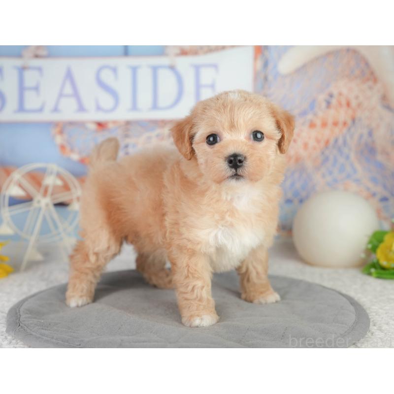 販売中の千葉県のミックス犬-448157の4枚目