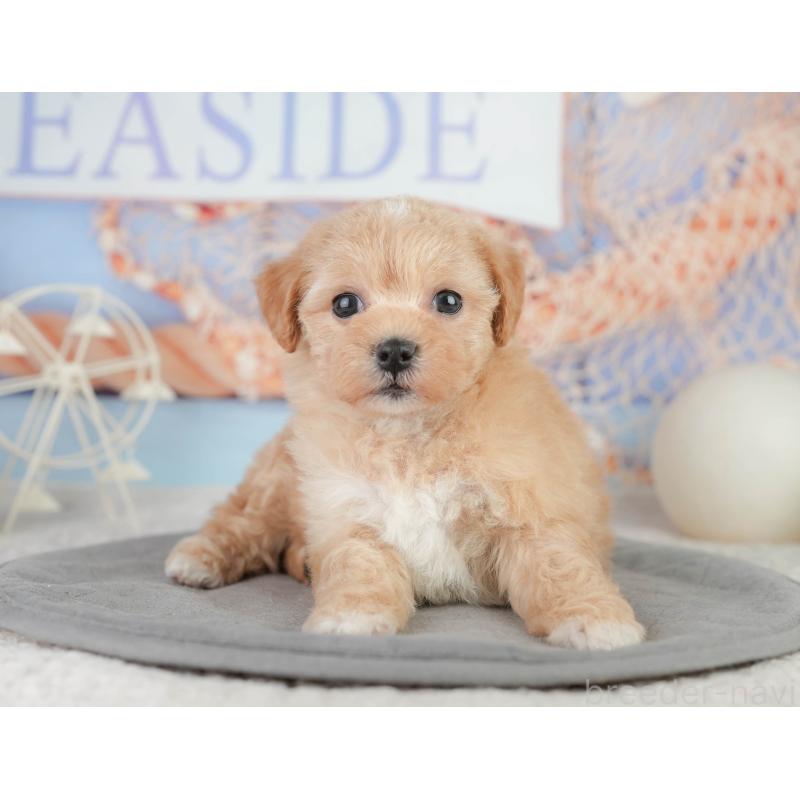 販売中の千葉県のミックス犬-448157の3枚目