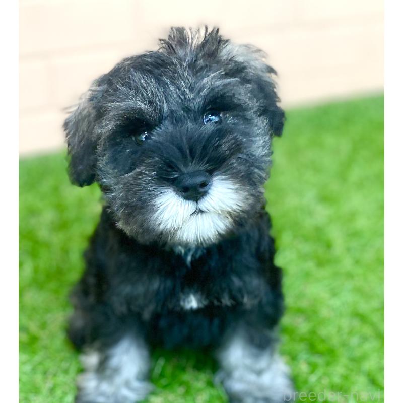 販売中の静岡県のミニチュアシュナウザー-447952の6枚目