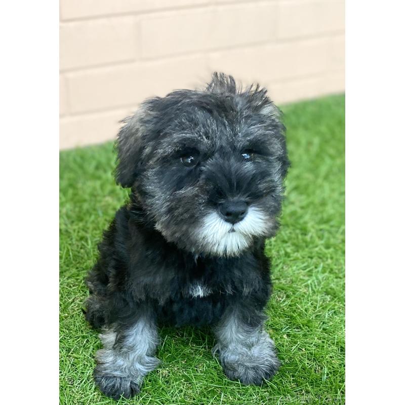 販売中の静岡県のミニチュアシュナウザー-447952の5枚目