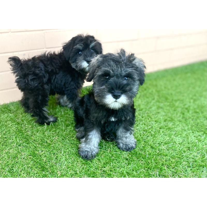 販売中の静岡県のミニチュアシュナウザー-447952の3枚目