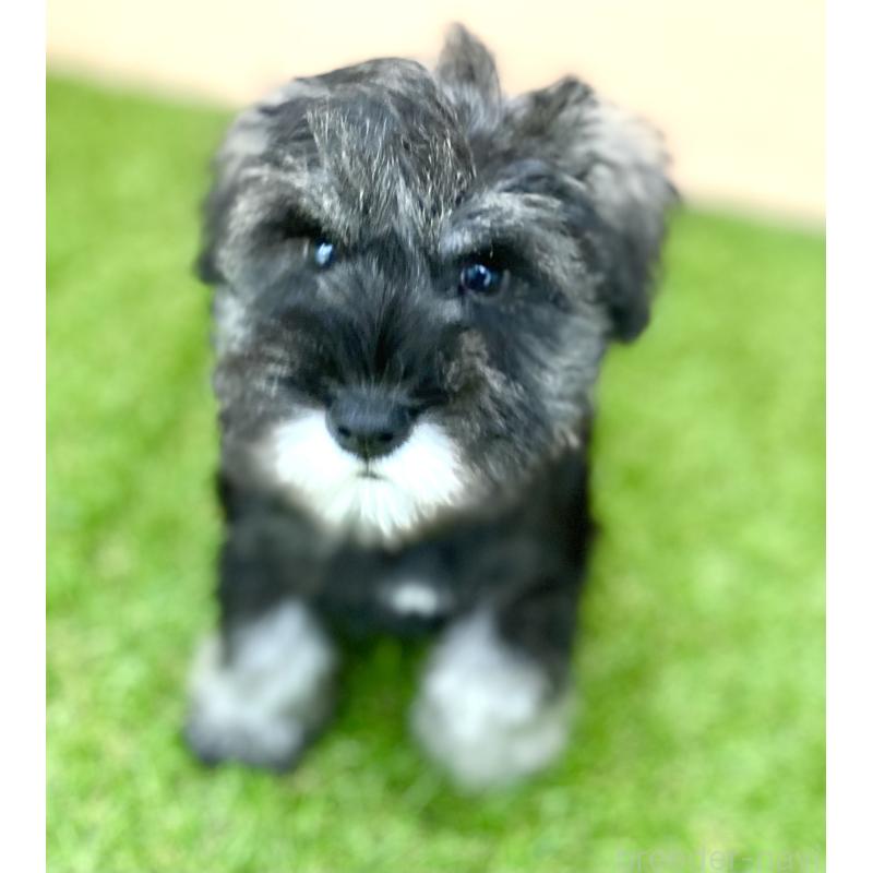 販売中の静岡県のミニチュアシュナウザー-447952の2枚目