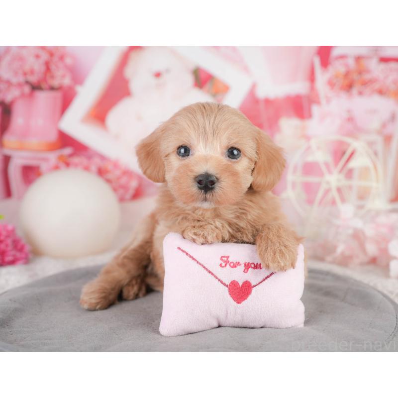 販売中の千葉県のミックス犬-448152の11枚目