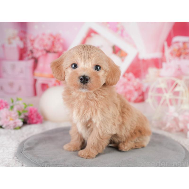 販売中の千葉県のミックス犬-448152の8枚目