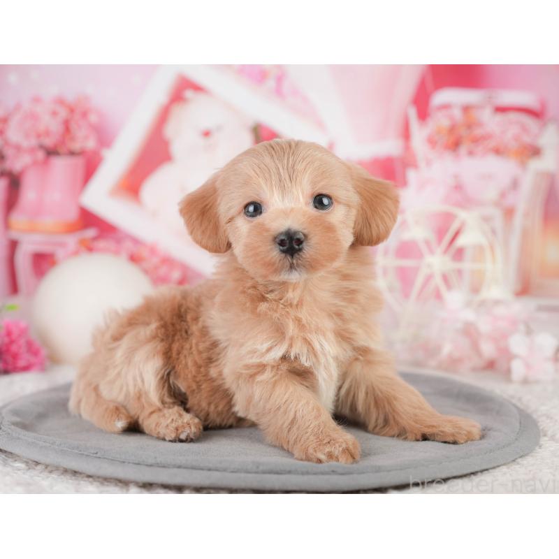 販売中の千葉県のミックス犬-448152の7枚目