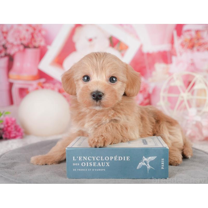 販売中の千葉県のミックス犬-448152の5枚目